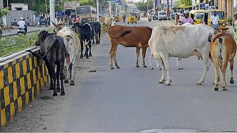 நெல்லையில் சாலைகளில் உலாவரும் கால்நடைகள்: விபத்து அச்சத்தில் வாகன ஓட்டிகள்