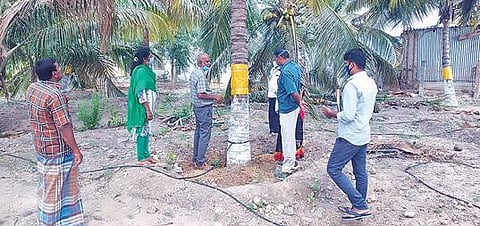 பொங்கலூர் பகுதியில் தென்னந்தோப்பில் ஆய்வு மேற்கொண்ட வேளாண் விஞ்ஞானிகள்.