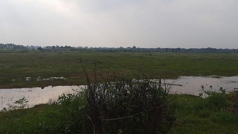 சிவகங்கை அருகே ஷீல்டு கால்வாய் மூலம் பயன்பெறும் கள்ளராதினிப்பட்டி கண்மாயில் குறைந்தளவே தண்ணீர் உள்ளது.