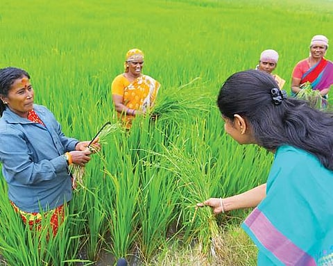 வாசுதேவநல்லூரில் வயலில் வேலை பார்த்த பெண்களுடன் கனிமொழி  எம்.பி., கலந்துரையாடினார்.