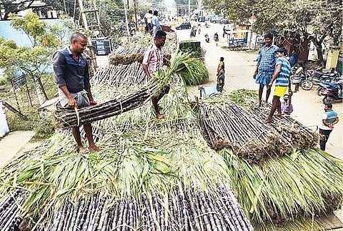 குடும்ப அட்டைதாரர்களுக்கு பொங்கல் பரிசு தொகுப்புடன் வழங்கப்படவுள்ள கரும்புகள், வேலூர் வேளாண் உற்பத்தியாளர்கள் கூட்டுறவு விற்பனை சங்கத்துக்கு லாரிகளில் கொண்டு வரப்பட்டு, அங்கிருந்து ரேஷன் கடைகளுக்கு பிரித்து அனுப்பி வைக்கப்பட்டது. படம்: வி.எம்.மணிநாதன்.