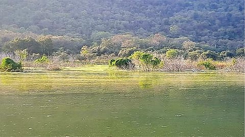 மேட்டூர் அணையின் தமிழக- கர்நாடகா எல்லையில் உள்ள கோவிந்தபாடி அணை நீர்தேக்கப்பகுதியில் ஆங்காங்கே மிதக்கும் பாசிப்படலம்.