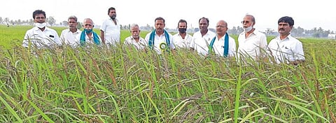 சேத்தியாத்தோப்பு அருகே மழவராயநல்லூர் கிராமத்தில், "பாரம்பரிய நெல்லை மீட்டெடுப்போம் குழுவினர்" நெல்செல்வத்தின் வயலை பார்வையிட்டனர்.