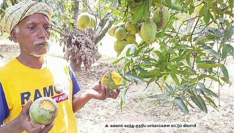 இரைக்காக இடம்பெயர்ந்துள்ள வவ்வால்கள்; மாங்காய்களை சேதப்படுத்துவதால் மகசூல் பாதிப்பு: போடி, பெரியகுளம் விவசாயிகள் பரிதவிப்பு