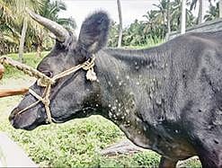 மங்கலம் கால்நடை மருந்தகத்தில் தரமில்லாத சிகிச்சை வழங்குவதாக விவசாயிகள் குற்றச்சாட்டு