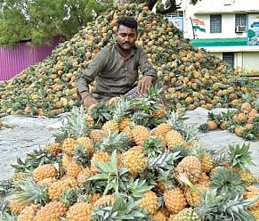 தூத்துக்குடியில் அன்னாசி பழங்களை மலை போல குவித்து வைத்து விற்பனை செய்யும் வியாபாரி.                  படம்: என்.ராஜேஷ்