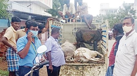 திருநெல்வேலி மாநகரில் பல்வேறு இடங்களில் சாலைகளில் சுற்றித்திரிந்த  15 மாடுகளை மாநகராட்சி பணியாளர்கள் பிடித்து கோசாலையில் ஒப்படைத்தனர்.