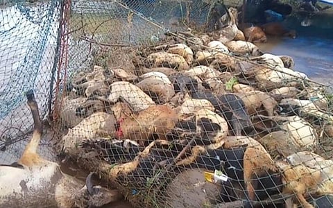 பாவளம் கிராமத்தில் கனமழையால் ஏற்பட்ட வெள்ளத்தில் சிக்கி உயிரிழந்த ஆடுகள்.