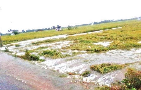 சங்கராபுரத்தில் வயல்களில் மழைநீர் புகுந்தது வாய்க்கால்கள் ஆக்கிரமிப்பு என விவசாயிகள் குற்றச்சாட்டு
