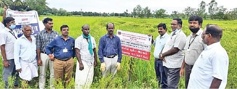 அயன்குறிஞ்சிப்பாடியில் ஆடுதுறை நெல் ஆராய்ச்சி நிலைய அதிகாரிகள் புதிய ரக நெல் பயிரிட்டுள்ள வயலை பார்வையிட்டு ஆய்வு செய்தனர்.