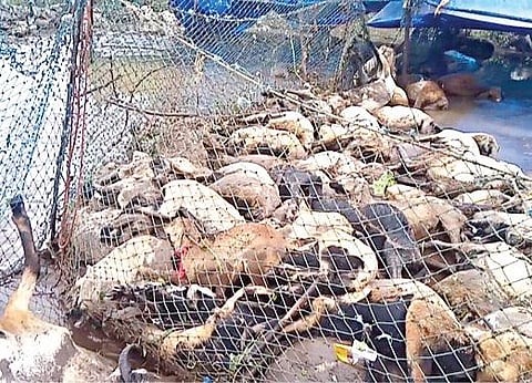 கனமழையால் ஏற்பட்ட திடீர் வெள்ளத்தில் சிக்கி உயிரிழந்த செம்மறி ஆடுகள்.