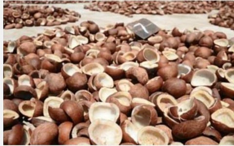 1.23 லட்சம் மெட்ரிக் டன் கொப்பரை தேங்காய் கொள்முதல் செய்ய அனுமதி