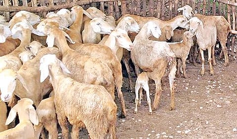 திருப்பூர் அம்மாபாளையத்தில் கால்நடை விவசாயிகளால் வளர்க்கப்படும் ஆடுகள்.