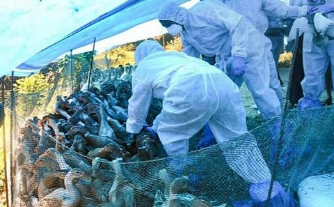 பறவைக்காய்ச்சல்; கேரளா உள்ளிட்ட மாநிலங்களில் மத்திய குழு ஆய்வு