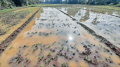 தஞ்சாவூர் அருகே வேங்கராயன்குடிக்காடு கிராமத்தில் வயல்களில் தண்ணீர் தேங்கி சேதமடைந்துள்ள நிலக்கடலைப் பயிர்கள்.