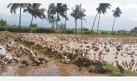 கம்பம் அருகே சுருளிப்பட்டியில் மேய்ச்சலில் ஈடுபட்டுள்ள வாத்துக்கள். சிதறிக்கிடக்கும் நெல்மணிகளை இரையாக்கிக்கொண்டு அடுத்த சாகுபடிக்காக நிலங்களை பண்படுத்தியும் வருகின்றன.