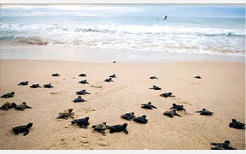 நிவர், புரெவி புயல்களின் தாக்கத்தால் தனுஷ்கோடிக்கு ஆமைகள் வருகை குறைவு