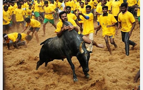 திண்டுக்கல், தேனி, புதுக்கோட்டை உள்ளிட்ட 6 மாவட்டங்களில் ஜல்லிக்கட்டு: அனுமதி வழங்கி தமிழக அரசு அரசாணை வெளியீடு