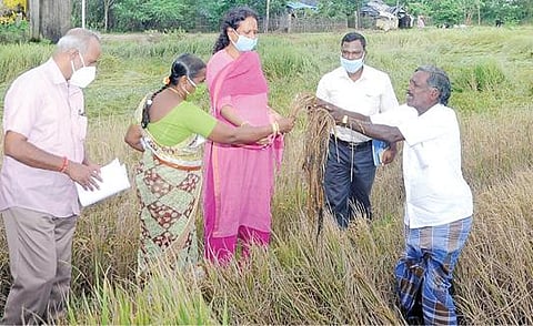 திருவாரூர் மாவட்டம் திருத்துறைப்பூண்டி வட்டம் கீழபாண்டியில் நேற்று ஆய்வு செய்த ஆட்சியர் வே.சாந்தாவிடம், தொடர் மழையால் பாதிக்கப்பட்ட நெற்பயிரை எடுத்துக் காண்பிக்கும் விவசாயி.