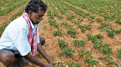 பிரதமரின் பயிர் காப்பீட்டு திட்டம்: 5 ஆண்டுகள் நிறைவு; ரூ 90,000 கோடி காப்பீட்டுத் தொகை வழங்கல்