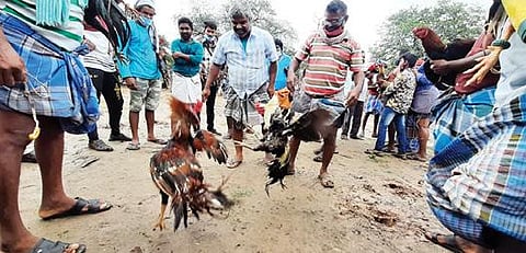கரூர் மாவட்டம் அரவக்குறிச்சி அருகே உள்ள பூலாம்வலசில் நேற்று நடைபெற்ற சேவற்கட்டில் ஆவேசமாக மோதும் சேவல்கள்.