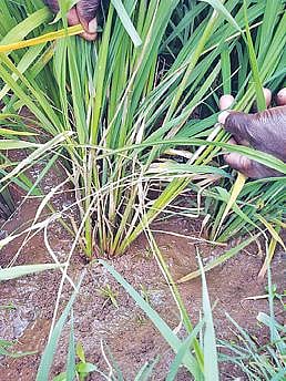 பருவநிலை மாற்றத்தால் நெற்பயிரைத் தாக்கும் நோய்கள்: பாதுகாப்பு முறைகள் குறித்து வேளாண் விஞ்ஞானிகள் விளக்கம்