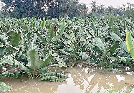 திருநெல்வேலி மாவட்டம் கோபாலசமுத்திரத்தில் தாமிரபரணி ஆற்றில் இருகரைகள், மண்டபத்தை மூழ்கடித்தவாறு பெருக்கெடுத்து பாயும் வெள்ளம். (அடுத்த படம்) கோபாலசமுத்திரம் அருகே கருங்காடு பகுதியில் வயல்களுக்குள் புகுந்த வெள்ளத்தால் மூழ்கிய வாழைகள். படங்கள்: மு.லெட்சுமி அருண்