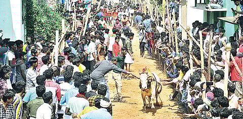 வேலூர் அடுத்த மூஞ்சூர்பட்டு கிராமத்தில் நடந்த எருது விடும் விழாவில் பாய்ந்து ஓடிய காளை.