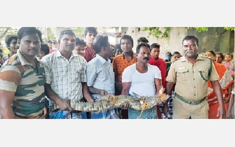 சி.கொத்தங்குடி ஊராட்சியில் குளத்தில் பிடிக்கப்பட்ட முதலை.