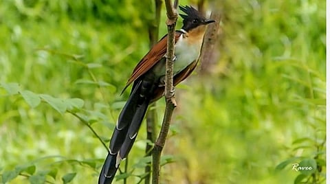 கொண்டை குயில்