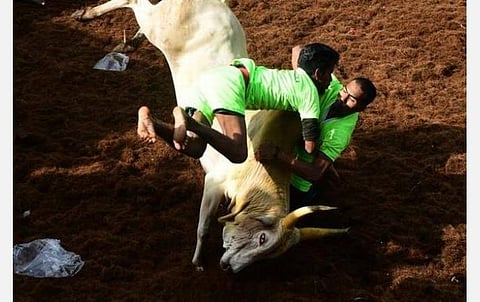 அலங்காநல்லூர் ஜல்லிக்கட்டில் காளை முட்டியதில் இளைஞர் உயிரிழப்பு: புதுக்கோட்டையில் 2 பேர் மரணம்