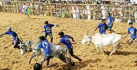 கண்டிப்பட்டி மஞ்சுவிரட்டில் 600 காளைகள் பங்கேற்பு மாடுகள் முட்டியதில் 80 பேர் காயம்