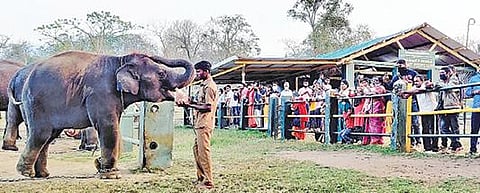முதுமலை வளர்ப்பு யானைகள் முகாமில் யானைகளுக்கு உணவு ஊட்டுவதை ரசிக்கும் சுற்றுலாப் பயணிகள். படம்:ஆர்.டி.சிவசங்கர்