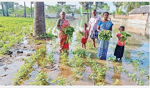 திருப்புல்லாணி அருகே கட்டையன் பேரன்வளைவு கிராமத்தில் நிலக்கடலை வயலில் தேங்கியுள்ள மழை நீர்.