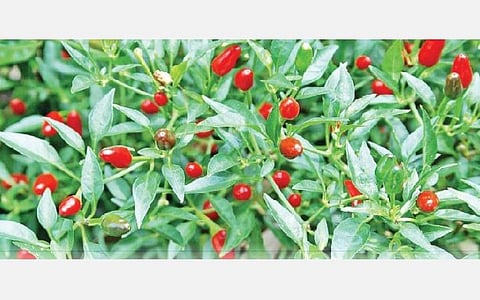 ராமநாதபுரம் விவசாயிகள் எதிர்பார்ப்பு: பாரம்பரிய முண்டு மிளகாய்க்கு புவிசார் குறியீடு கிடைக்குமா?