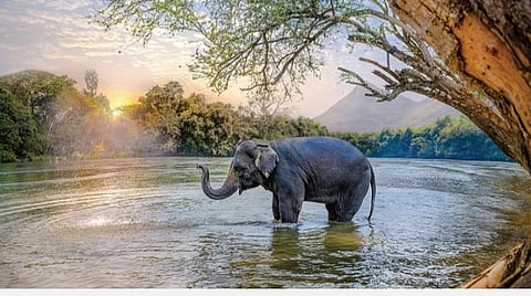 அகத்தைத் தேடி 43: சத்திய தரிசனம் என்னும் யானை