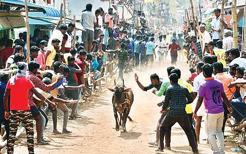 வேலூர் அடுத்த ஆற்காட்டான் குடிசை கிராமத்தில் நடந்த எருது விடும் விழாவில் இளைஞர்களுக்கு மத்தியில் சீறிப் பாய்ந்து ஓடிய காளை.