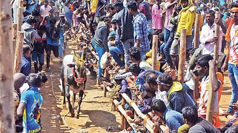 கிருஷ்ணகிரி அருகே கும்மனூரில் நடந்த எருதுவிடும் விழாவில் சீறிப் பாய்ந்த காளைகளை பார்க்கத் திரண்ட பொதுமக்கள்.