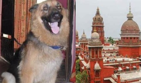 தவறான சிகிச்சையால் உயிரிழந்த வளர்ப்பு நாய்: பிரேத பரிசோதனை கோரி உரிமையாளர் உயர் நீதிமன்றத்தில் வழக்கு