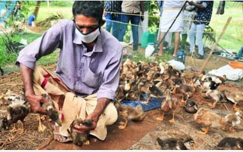 பறவைக்காய்ச்சல்;  அழிக்கப்பட்ட பறவைகள், முட்டைகளுக்கு மத்திய அரசு இழப்பீடு