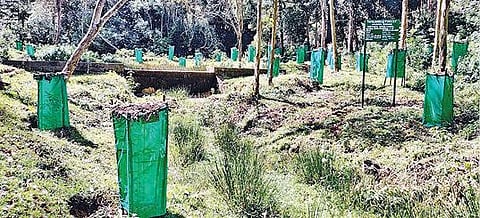 நீலகிரியில் சோலைக்காடுகளின் மறுமலர்ச்சிக்கு வித்திட்ட வனத்துறை