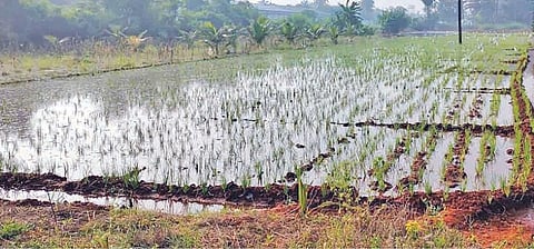 பல்லடம் அருகே பிஏபி கிளை வாய்க்காலில் உடைப்பு விளைநிலத்துக்குள் தண்ணீர் புகுந்ததால் விவசாயிகள் பாதிப்பு வெங்காயம் பயிர்கள் பாதிப்புக்கு உள்ளாகும் அச்சம்