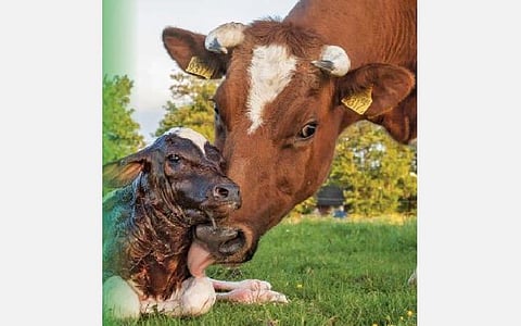 உற்பத்தி திறன், குறைபாடுகளை சரி செய்ய சினை மாடுகளுக்கு அடர் தீவனம் அவசியம்