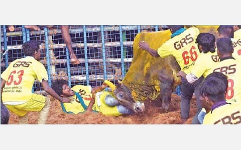 திருப்பூர் மாவட்டம் அலகுமலையில் நேற்று நடைபெற்ற ஜல்லிக்கட்டுப் போட்டியில் மாடுபிடி வீரரை முட்டித்தள்ளிய காளை. படங்கள்: ஜெ.மனோகரன்