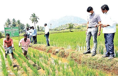 தண்டராம்பட்டு அடுத்த கீழ்ராவந்தவாடி கிராமத்தில் திருந்திய நெல் சாகுபடி பணியை பார்வையிட்ட திருவண்ணாமலை மாவட்ட ஆட்சியர் சந்தீப் நந்தூரி.