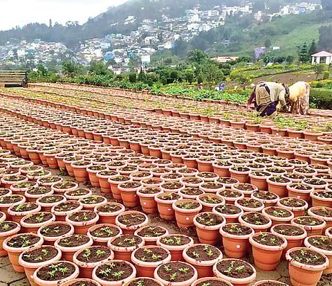கோடை விழா மலர்க் கண்காட்சிக்காக ஏற்காடு தோட்டக்கலைத் துறை பூங்காவில், மலர் விதைகள் தொட்டிகளில் விதைக்கப்பட்டு பராமரிக்கப்பட்டு வருகிறது.