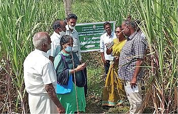 கடலூர் பகுதி கரும்பு விவசாயிகளுக்கு ஆலோசனை