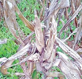 மடத்துக்குளம் வட்டம் சாளரப்பட்டி அருகே விவசாயிகள் தோட்டத்தில் முளைப்புத் திறனின்றி காணப்பட்ட மக்காச்சோளம்.