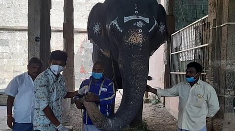 சிறப்பு நலவாழ்வு முகாமில் கலந்து கொள்ள செல்லும் நெல்லையப்பர் கோயில் யானைக்கு கரோனா பரிசோதனை