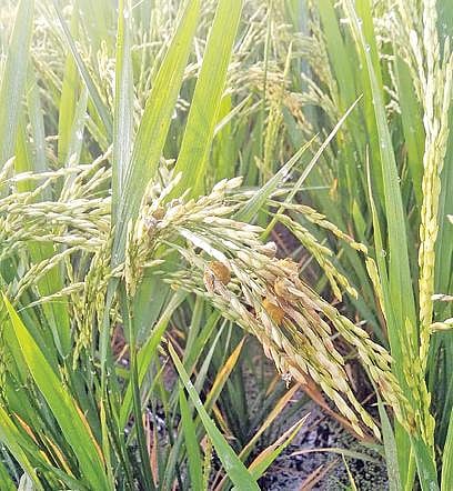 சிவகங்கை அருகே பில்லூரில் நெற்பயிரில் ஏற்பட்டுள்ள நெல் பழம் நோய் தாக்குதல்.